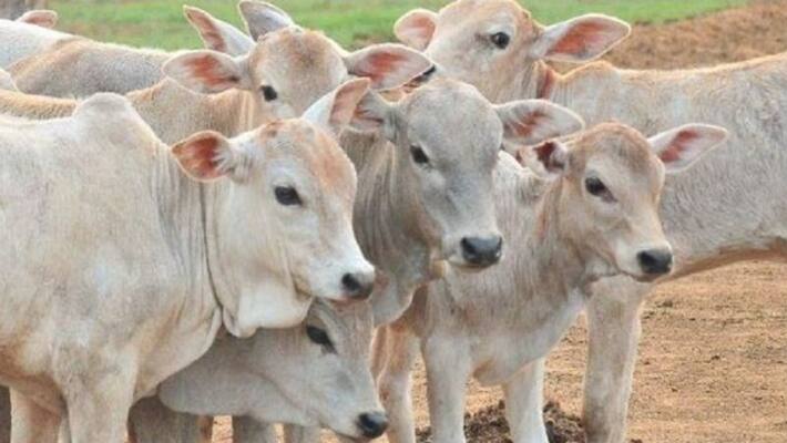 Livestock Show Held in Agricultural Fair in Dharwad Livestock Show Held in Agricultural Fair in Dharwad