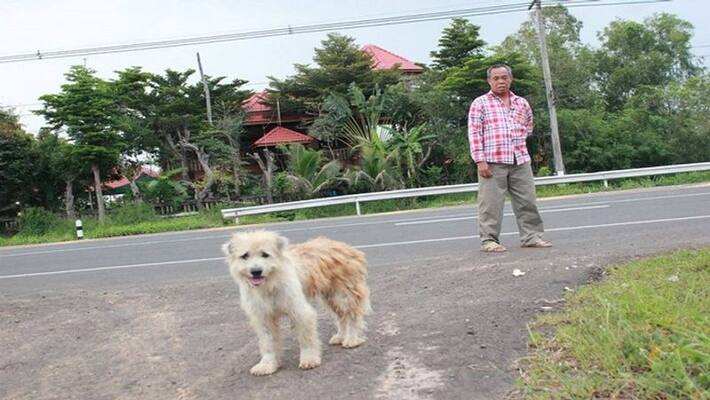 4 years ago, where the dog was separated from the owner, he used to wait everyday 4 years ago, where the dog was separated from the owner, he used to wait everyday