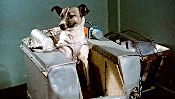 This dog was sent to space today, after which the path of humans was open This dog was sent to space today, after which the path of humans was open