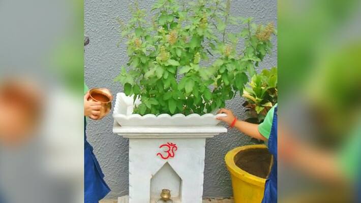 Worship Tulsi to achieve happiness and prosperity will be easily Worship Tulsi to achieve happiness and prosperity will be easily