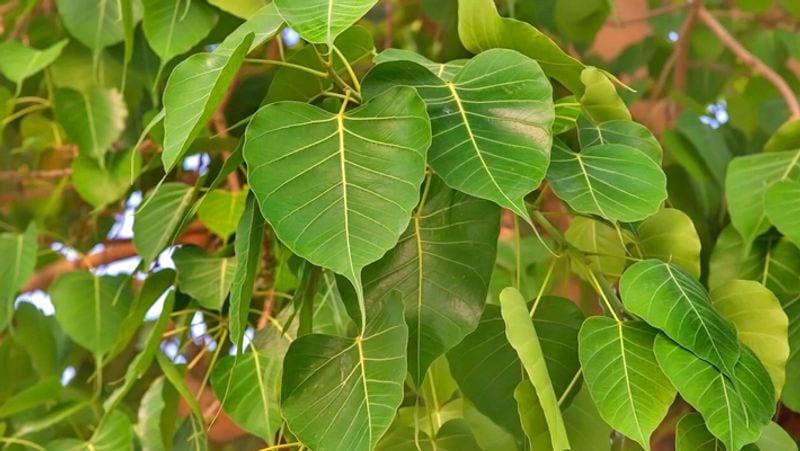 <p>অশত্থ গাছ- গীতাতে, শ্রীকৃষ্ণ বলেছেন, "হে পার্থ, গাছের মধ্যে আমি অশত্থ।" অশত্থের প্রতিটি উপাদান যেমন বাকল, পাতা, ফল, বীজ, পাতা এবং শিকড় সবই খুব কার্যকর। হিন্দু ধর্মে অশত্থ অত্যন্ত গুরুত্বপূর্ণ একটি গাছ। অশত্থ গাছের গোড়া থেকে শুরু করে পাতা, দেবদেবীর বাস।</p>