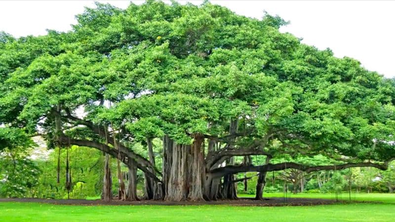 <p>বট গাছ- পৌরাণিক বিশ্বাস অনুসারে বট ব্রহ্মা, বিষ্ণু ও শিবের বাসস্থান হিসাবে বিবেচিত হয়। হিন্দু ধর্মে বট গাছেরও যথেষ্ট গুরুত্ব রয়েছে। বট গাছকে স্বয়ং শিবও বলা হয়। বট গাছ দর্শণ করাকে দেবাদিদেব মহাদেব দর্শনের সঙ্গে তুলনা করা হয়।</p>