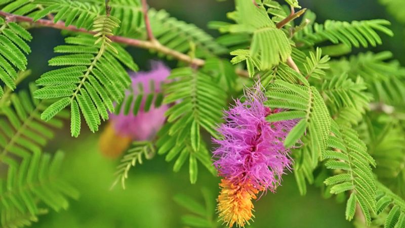 <p>শমী গাছ- লঙ্কার জয়ের আগে ভগবান রামের শমী গাছের উপাসনার উল্লেখ রয়েছে। পাণ্ডবরা নির্বাসনের শেষ বছরে এই গাছেই তাঁদের অস্ত্র লুকিয়ে থাকার উল্লেখ রয়েছে। শমী বা খেজদী গাছেরও পুজো করা হয়। দুর্গাপুজো উপলক্ষে শমী গাছের পুজো করার রীতি রয়েছে। শামি বা খেজরি গাছের কাঠকে যজ্ঞের জন্য পবিত্র বলে মনে করা হয়। </p>
