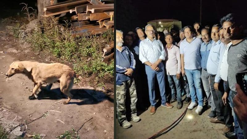 Emotional case of a female dog and her newborn's rescue in bhopal