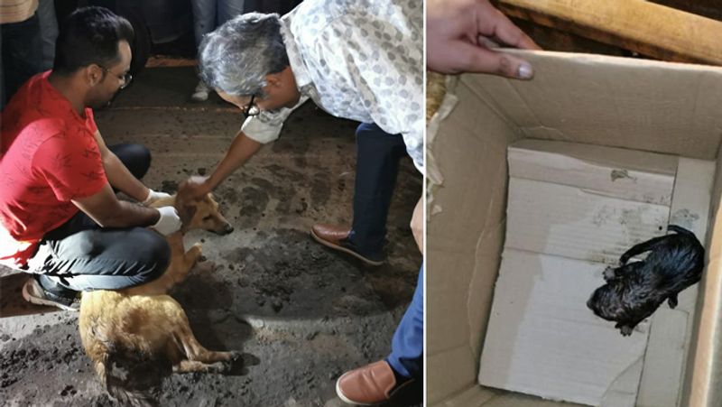 Emotional case of a female dog and her newborn's rescue in bhopal