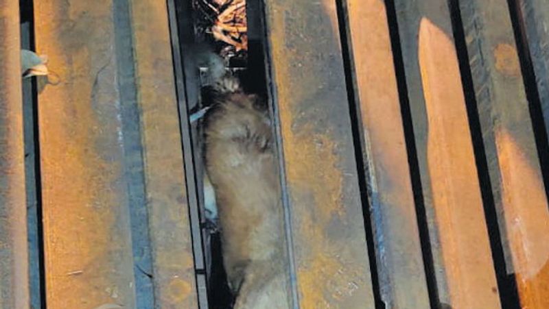 Emotional case of a female dog and her newborn's rescue in bhopal