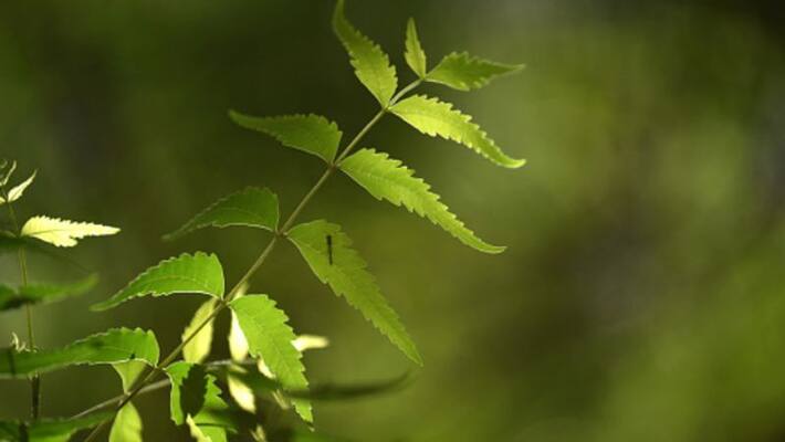 Neem can protect you from cancer Neem can protect you from cancer
