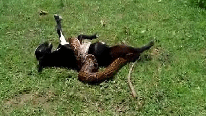 man crowded with dragon to save the lamb in simdega jharkhand man crowded with dragon to save the lamb in simdega jharkhand