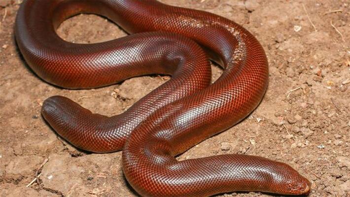 Mumbai police, caught red snake, 50 milion price, one arrested Mumbai police, caught red snake, 50 milion price, one arrested