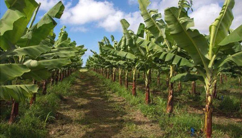 pesticide linked to cancer sprayed on banana crops its problems and issues