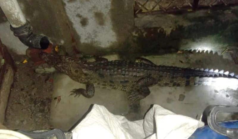 man found crocodile inside home at midnight