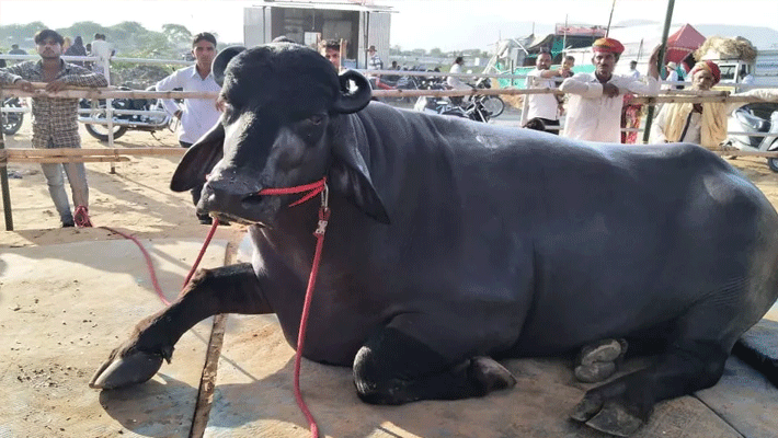 BHIM; Cashew-almond eats this buffalo of 14 crores in breakfast, foreigners are also discussing its specialty BHIM; Cashew-almond eats this buffalo of 14 crores in breakfast, foreigners are also discussing its specialty