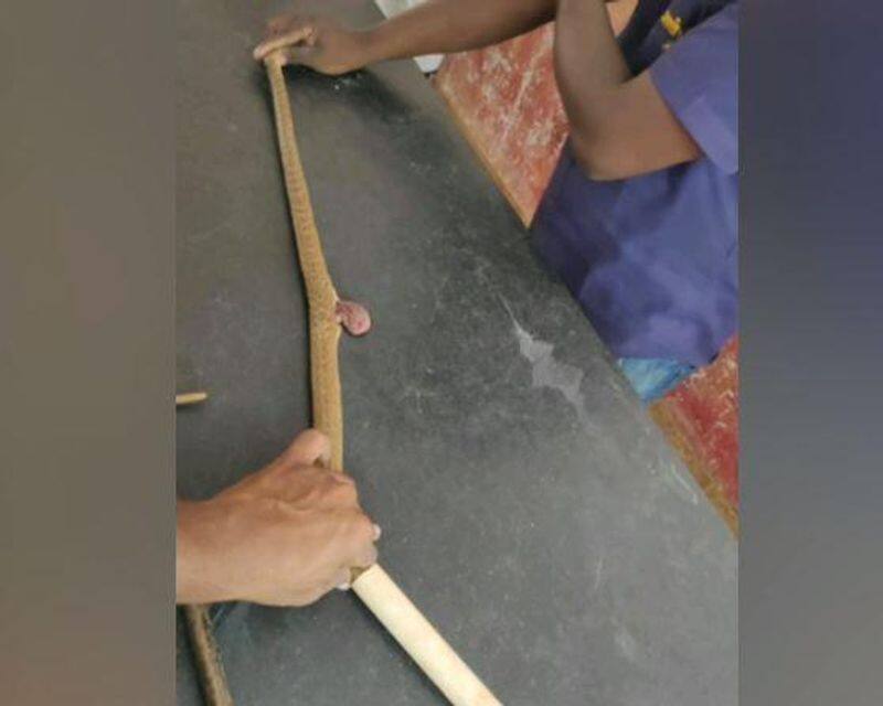 people saved a poisonous snake in madurai