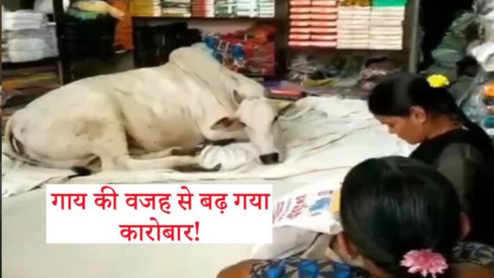cow visits cloth store every day in Andhra Pradesh cow visits cloth store every day in Andhra Pradesh