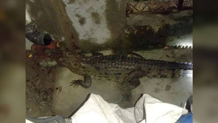 4.5 foot crocodile enters inside bathroom at midnight in vadodara 4.5 foot crocodile enters inside bathroom at midnight in vadodara