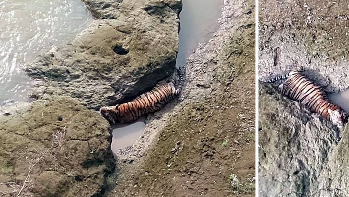 Shocking case of tiger rescue in Maharashtra's Bhandara district Shocking case of tiger rescue in Maharashtra's Bhandara district