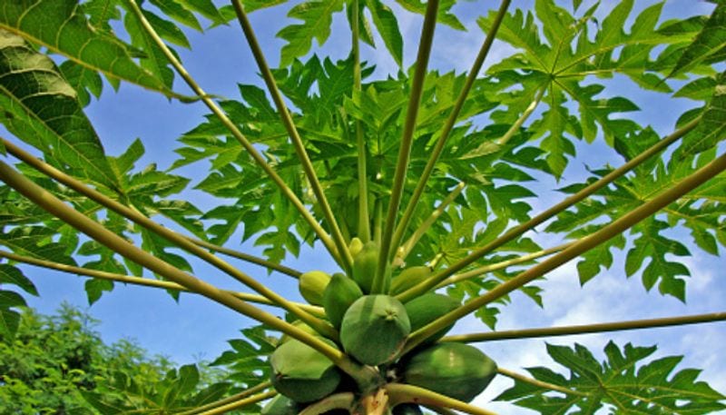Health Benefits Of Papaya Leaf Juice