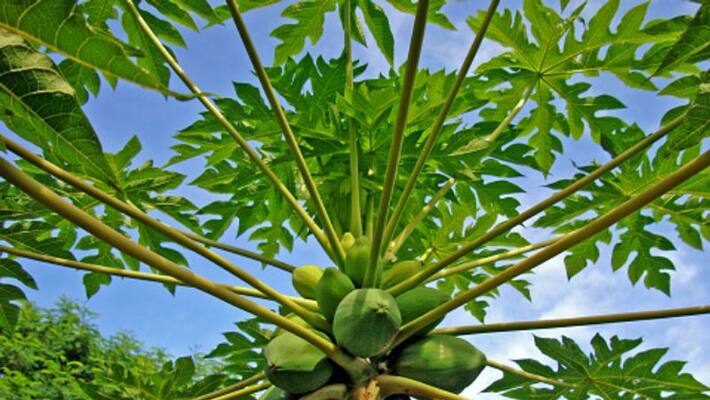 Not only to prevent dengue, papaya leaf is effective of many diseases Not only to prevent dengue, papaya leaf is effective of many diseases