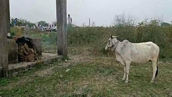 Emotional story related to a cow and its owner Emotional story related to a cow and its owner
