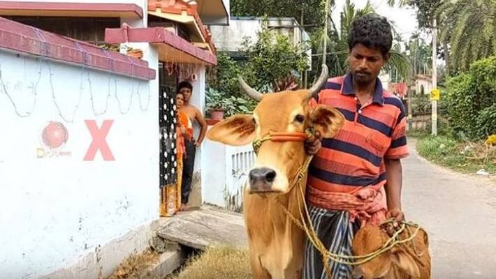 After Dilip Ghosh Gold In Milk Statement Bengal Farmer Wants Gold Loan Against Cow After Dilip Ghosh Gold In Milk Statement Bengal Farmer Wants Gold Loan Against Cow