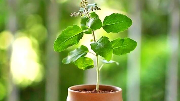 these vastu tips helps you to bring good luck bjc these vastu tips helps you to bring good luck bjc