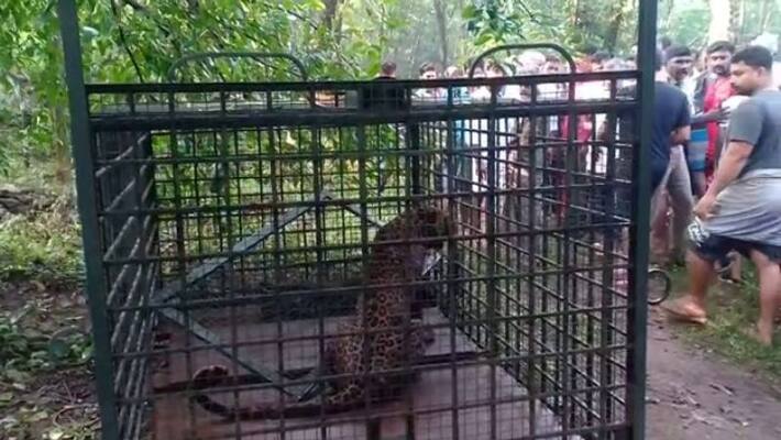 Leopard Trapped in to the Cage in Magadi in Ramanagara District Leopard Trapped in to the Cage in Magadi in Ramanagara District