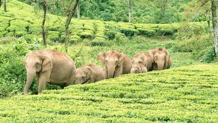 Supreme Court Upholds Tamil Nadu Govt Nilgiris Elephant Corridor Order Supreme Court Upholds Tamil Nadu Govt Nilgiris Elephant Corridor Order