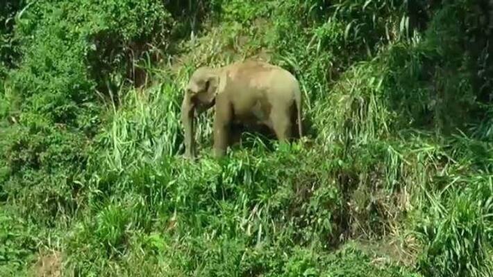 wild elephant attacks bike riders in madikeri wild elephant attacks bike riders in madikeri