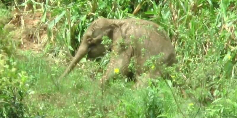 small elephant was affected by a leg injury