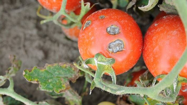 tomato potato crops failed due to disease tomato potato crops failed due to disease