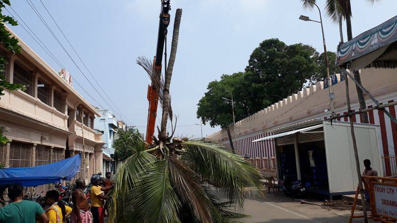 coconut trees in srirangam temple was cut down