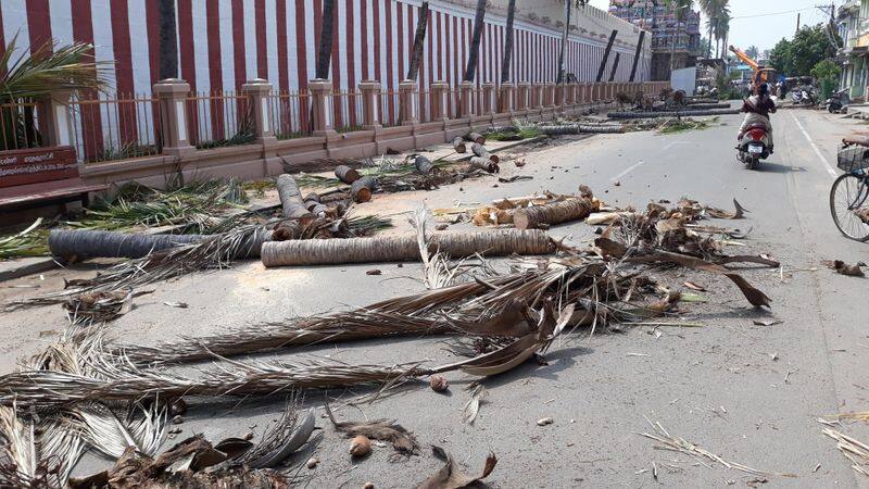 coconut trees in srirangam temple was cut down