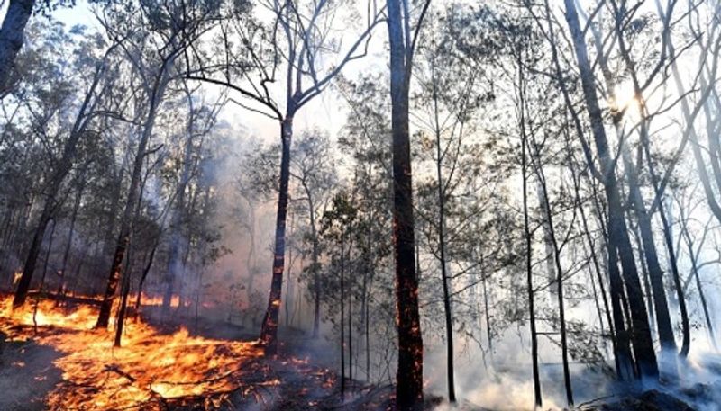 অস্ট্রেলীয় প্রশাসনের তরফে এক বিবৃতিতে জানানো হয়েছে, দাবানল নিয়ন্ত্রণে আনতে ১০০০ দমকল কর্মী চেষ্টা করছেন। আকাশ থেকে ৭০টি সামরিক বাহিনী জল দিয়ে অগ্নিকাণ্ড নিয়ন্ত্রণে আনার চেষ্টা করছে।