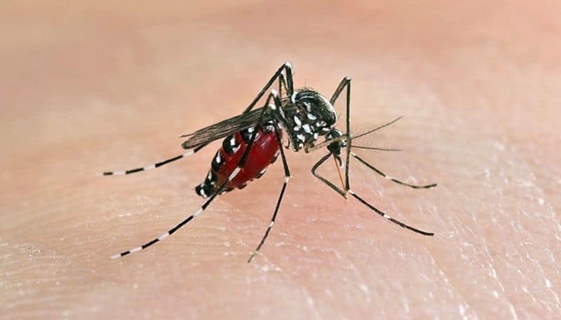 dengue fever can spread also by sexual relation ship, Spain public health deportment research says