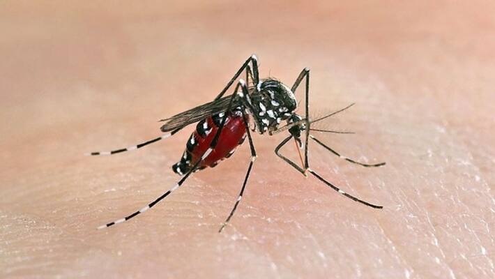 64 year old man from Barrackpore dies off Dengue diseases 64 year old man from Barrackpore dies off Dengue diseases
