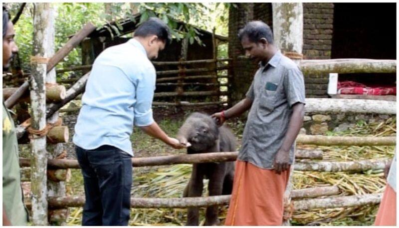 baby elephant reaches kottoor elephant sanctuary