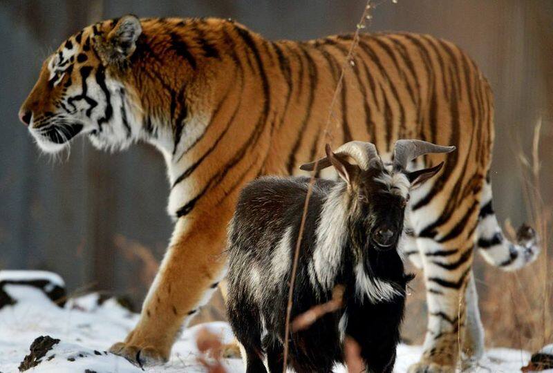 unusual friendship between timur the goat and Amur the tiger in russian safari park, goat dies after five years