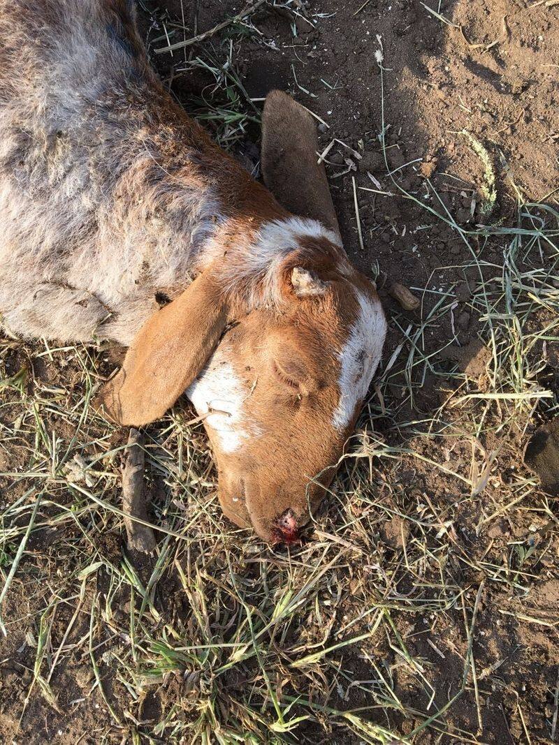 110 sheep's died by anthrax virus in virudunagar district