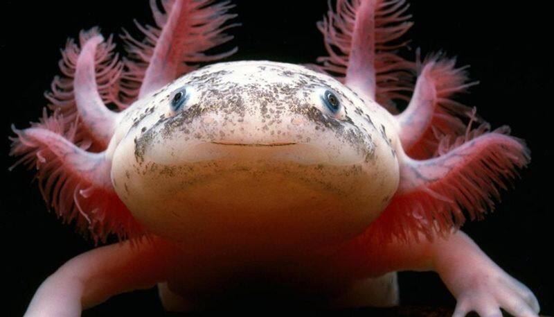these curious amphibians axolotls offer hope for healing the human body