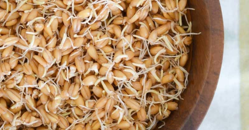 benefits of Sprouted grains and very food for diabetic persons
