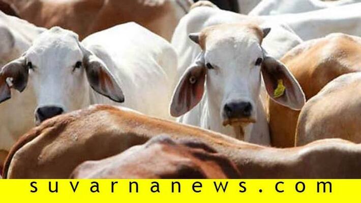 Desi cow milk at doorstep in bangalore KMF to hike price Desi cow milk at doorstep in bangalore KMF to hike price