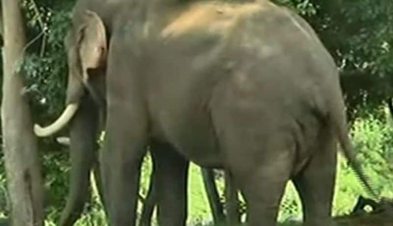 arisi raja elephant resue from forest