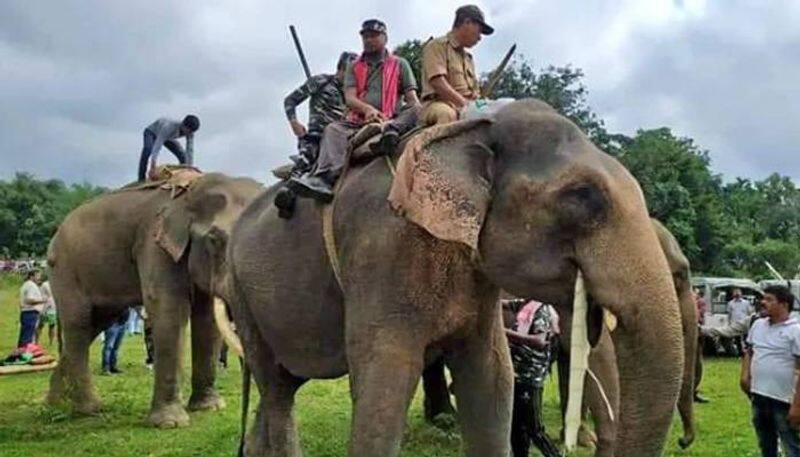 Assam BJP MLA Helped Capture a rogue Elephant that Killed  five people