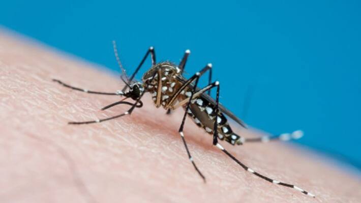 Dengue claims 3 life on the same day in Kolkata Dengue claims 3 life on the same day in Kolkata