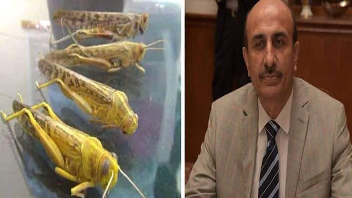 pakistan minister gives advice to cook biryani of locusts pakistan minister gives advice to cook biryani of locusts