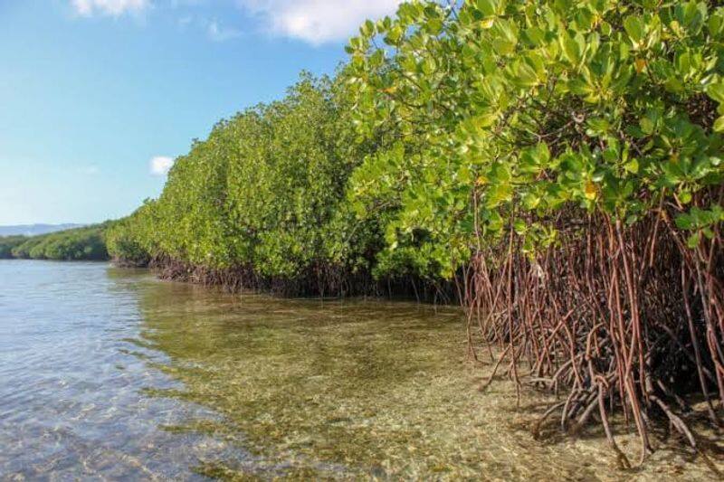 importance of Mangrove forest which saves Bengal from Cyclone Bulbul