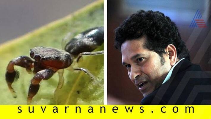 Scientist names newly discovered spider species as Sachin Tendulkar Scientist names newly discovered spider species as Sachin Tendulkar
