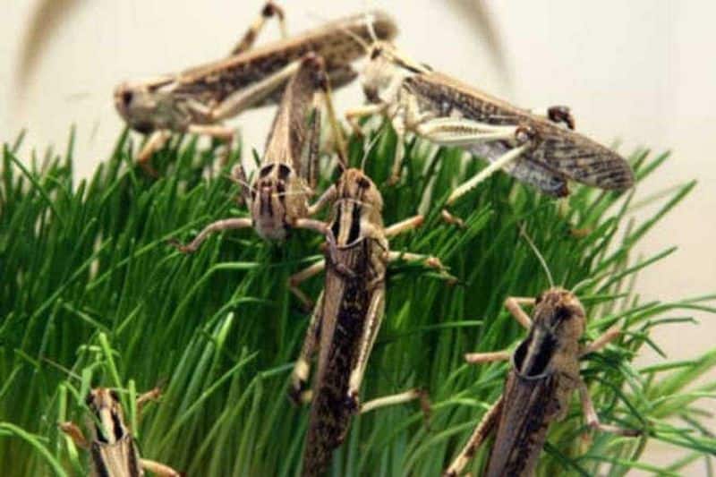 locust swarm upsets lives in Pakistan, Minister gives advice to add them to Biriyani