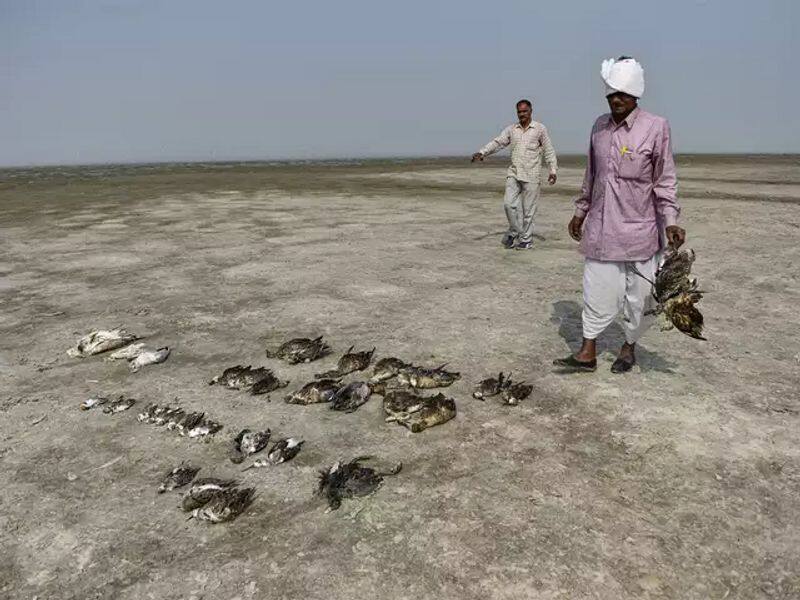 thousands of migratory birds die mysteriously in Sambhar lake