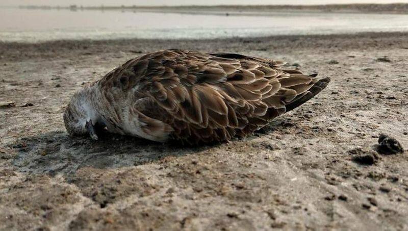 thousands of migratory birds die mysteriously in Sambhar lake